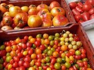 Gabriel (Côte-d'Or) - Belle récolte de tomates