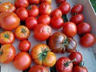 Jérome (Eure)  - Récolte de tomate