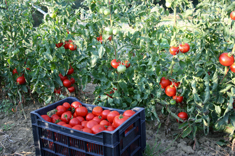 récolte tomates