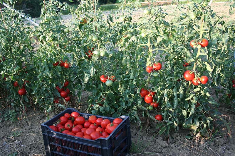 récolte tomates
