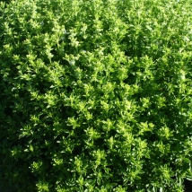 Basilic fin vert 