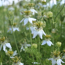 Nigelle aromatique