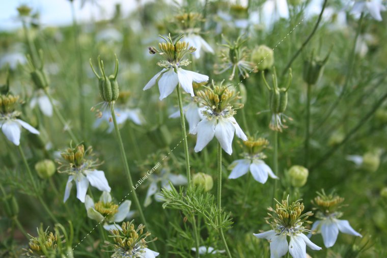 Nigelle aromatique ou Cumin noir