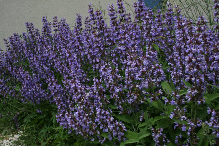 Sauge officinale