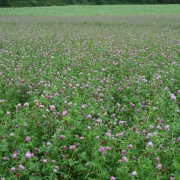 Fleurs annuelles 2019