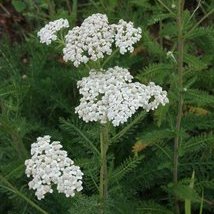 Achillée millefeuille