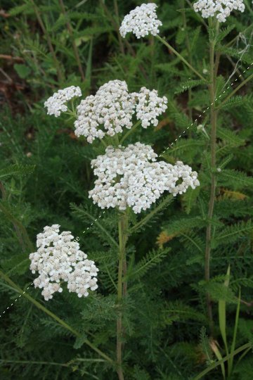 Achillée millefeuille - herbe aux charpentiers