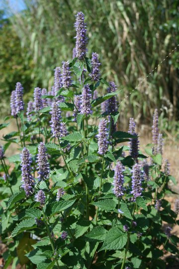 Agastache anisée