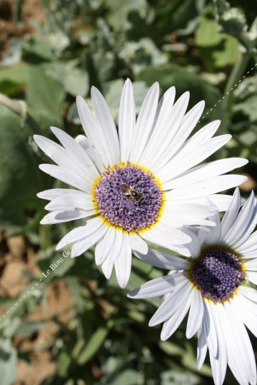 Marguerite africaine