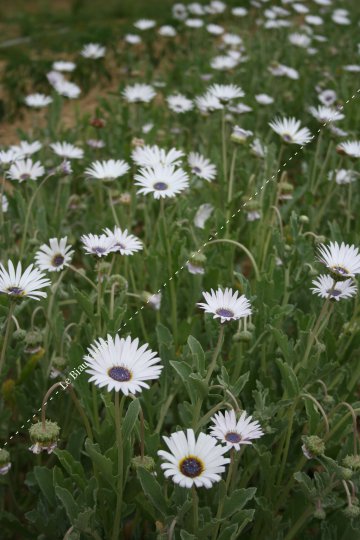 Marguerite africaine