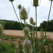 Cardère