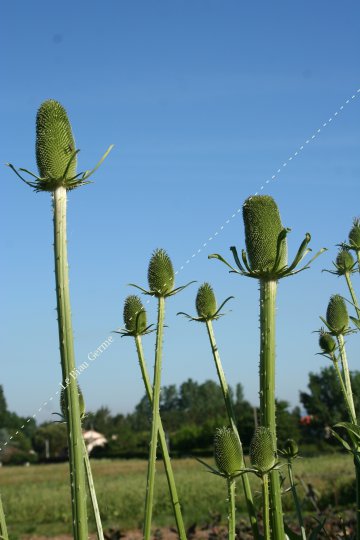 Cardère des foulons