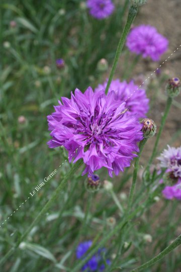 Centaurée Barbeau