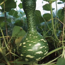 Courge gourde 