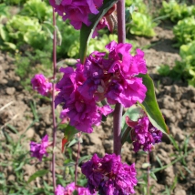 Clarkia élégant