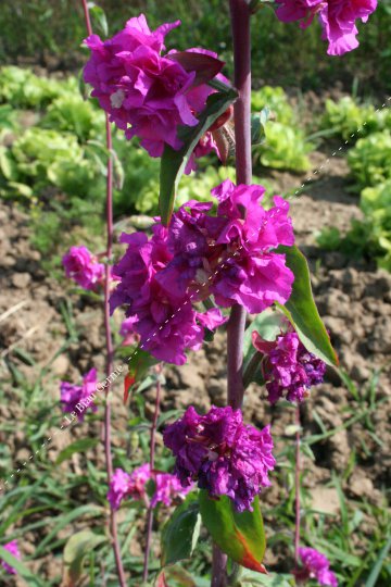 Clarkia élégant