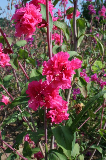 Clarkia élégant