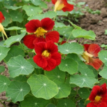 Capucine à grande fleur