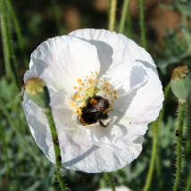 Coquelicot des jardins