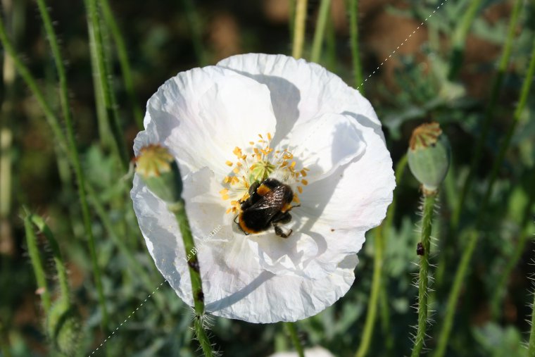 Coquelicot des jardins