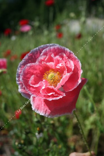 Coquelicot des jardins