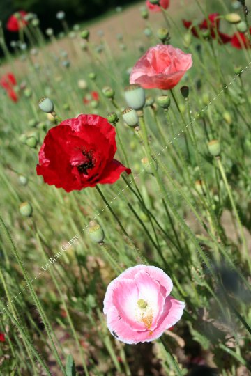 Coquelicot des jardins