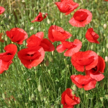 Coquelicot sauvage