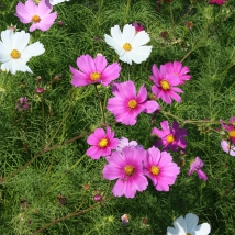 Cosmos bipenné