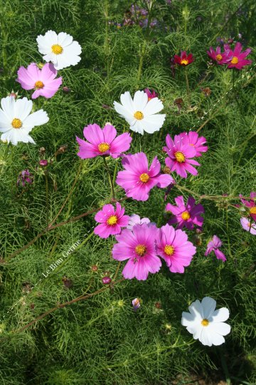 Cosmos bipenné | LE BIAU GERME