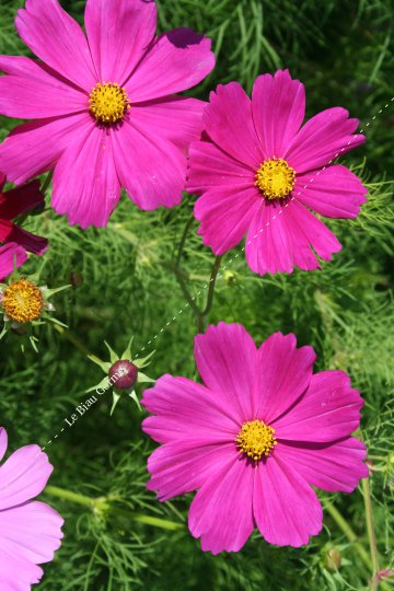 Cosmos bipenné