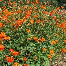 Cosmos sulfureux