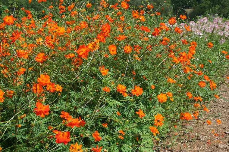 Cosmos Sulfureux - fleurs orange