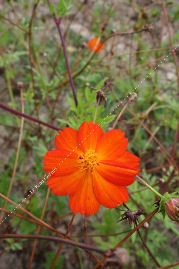 Cosmos sulfureux | LE BIAU GERME