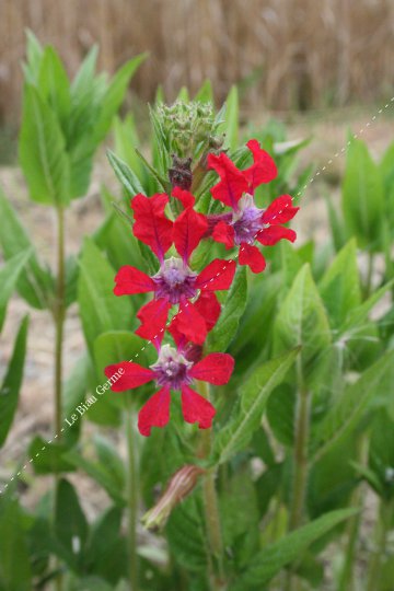 Cuphea miniata