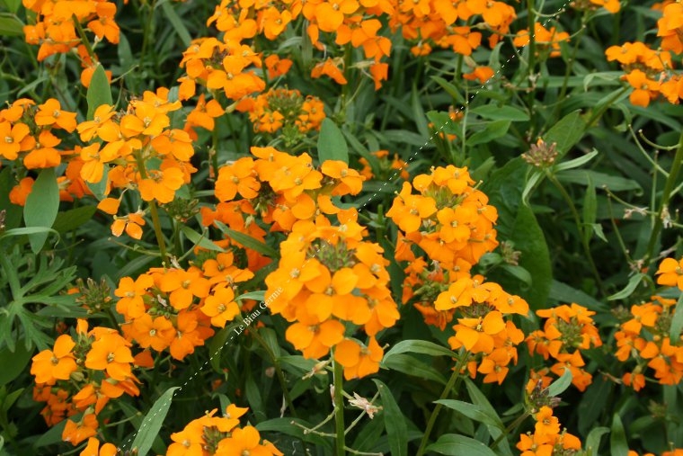 Giroflée à fleur orange