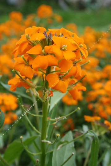 Giroflée à fleur orange