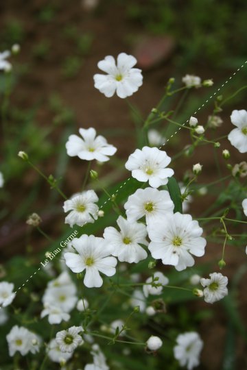 Gypsophile