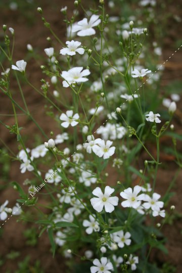 Gypsophile