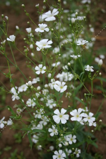 Gypsophile