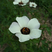 Hibiscus d'Afrique