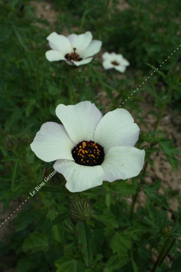 Hibiscus trionum