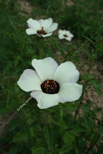 Hibiscus d'Afrique