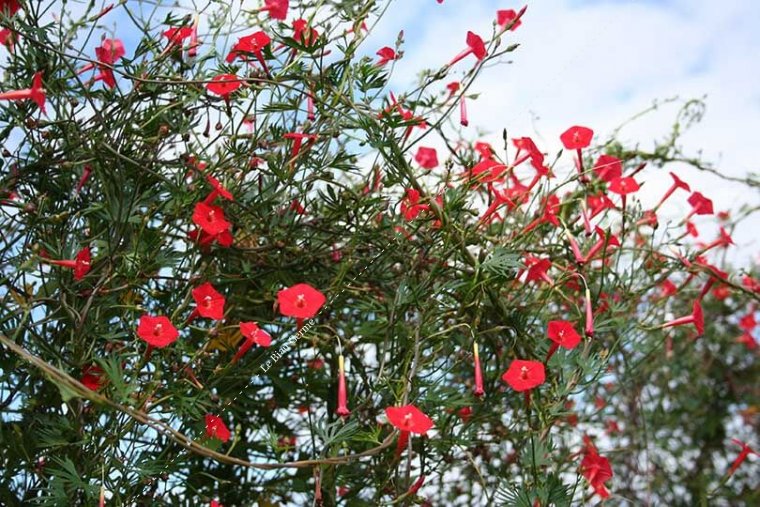 Ipomée rouge cardinale