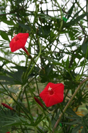 Ipomée rouge cardinale