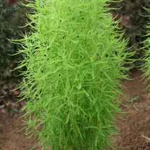 Kochia trichophylla