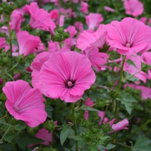 Lavatère à grandes fleurs