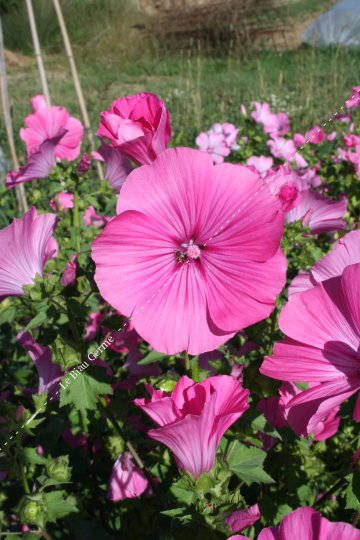 Lavatère à grandes fleurs