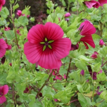 Malope trifida