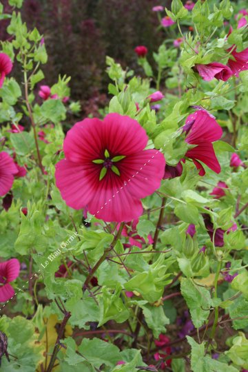 Malope trifida