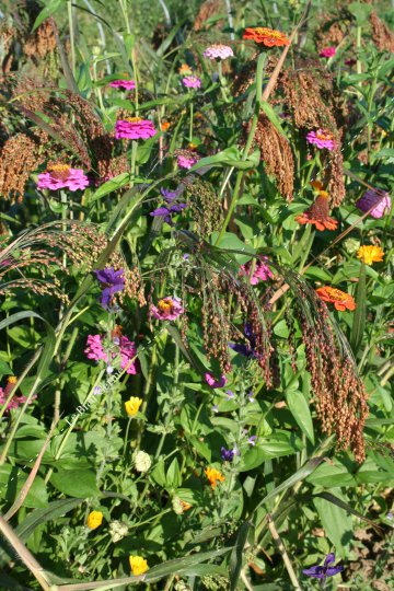 Mélange de fleurs annuelles basses